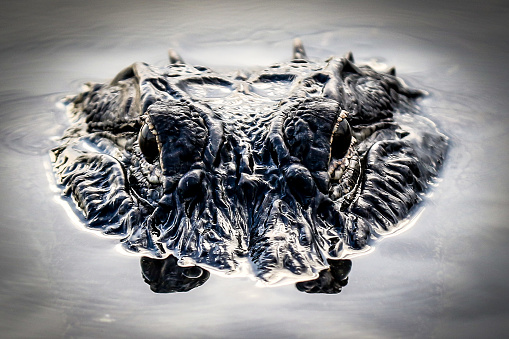 American Alligator head seen through the water swimming in Florida lake near the bank