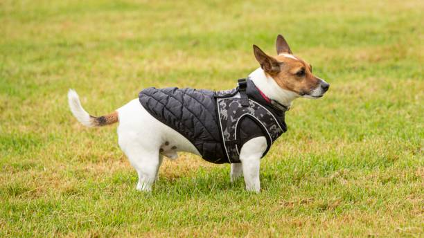 istock Jack Russell Terrier Wearing Vest. 1418045807