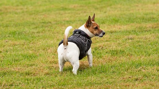 Jack Russell Terrier Wearing Vest.