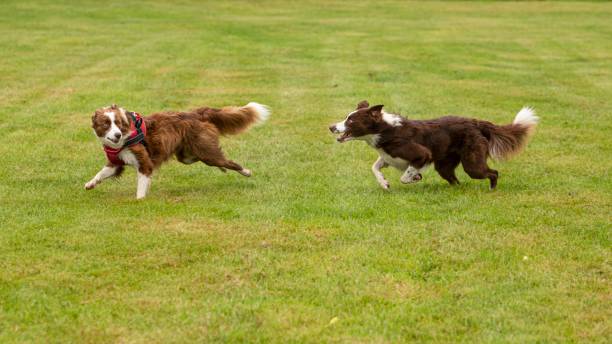istock Border Collie Brothers. 1418047428