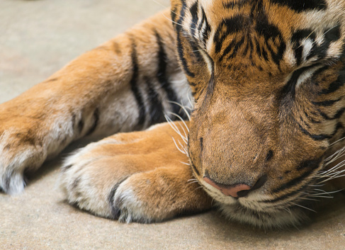 Close up portrait head of Tiger sleeping with head on his paws. Malayan tiger, PANTHERA TIGRIS JACKSONI lying on the ground, selective focus