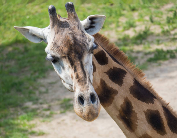 istock Close up portrait of giraffe head, Giraffa camelopardalis camelopardalis Linnaeus, frontal view, green bokeh background 1418048210