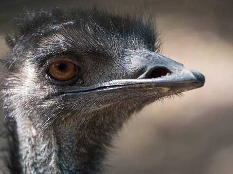 Close up profile portrait, head shot of Australian Emu,Dromaius novaehollandiae, Blurred, natural, bokeh background, Second largest bird on the world. Photography nature and animal wildlife