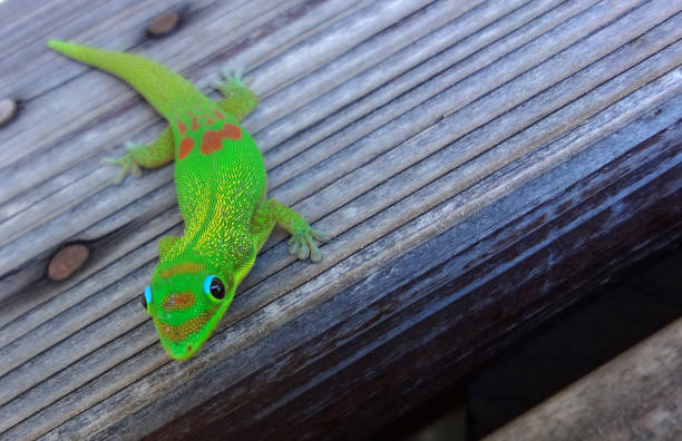 Cute and bright green coloured gold dust day gecko (Phelsuma Laticauda) chilling on the wooden bench in Hawaii. stock photo