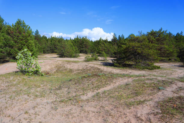 Typical sandy dunes in the middle of juniper, pine and spruce trees close to the beach on the Baltic island of Saaremaa. stock photo