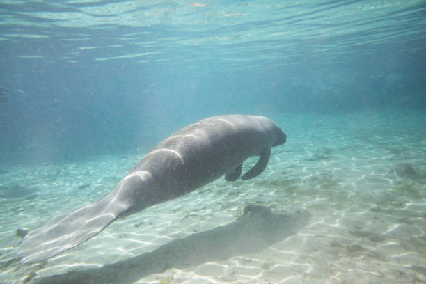 istock Manatees swiming underwater in Three Sisters Spring in Crystal River 1418049977