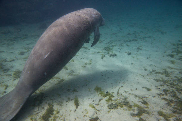 istock Manatee swiming underwater in Three Sisters Spring in Crystal River 1418049980