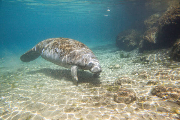 istock Manatee swiming underwater in Three Sisters Spring in Crystal River 1418049983