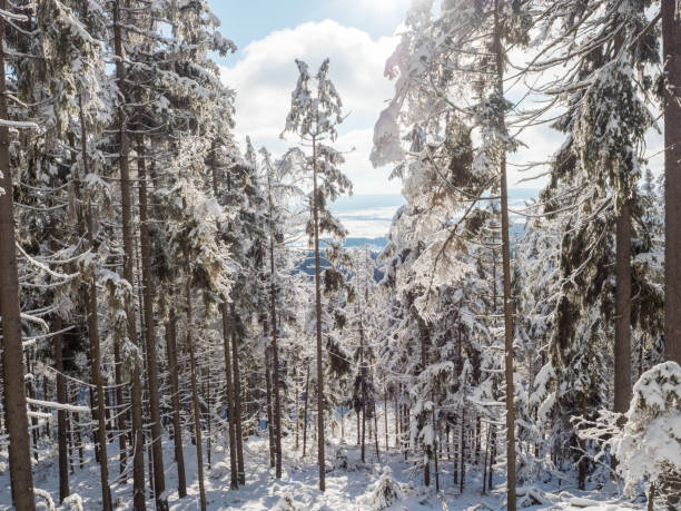 widok na zimowy krajobraz z polami w dół nad ośnieżonym lasem świerkowym z pokrytymi śniegiem drzewami iglastymi. góry brdy, wzgórza w środkowych czechach, słoneczny dzień - czech republic ski winter skiing zdjęcia i obrazy z banku zdjęć