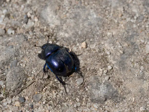 Close-up of dor beetle, Anoplotrupes stercorosus top view. Earth-boring dung-beetle on the ground of granular sand and dust. Close up of blue bug insect. Selective focus, copy space.