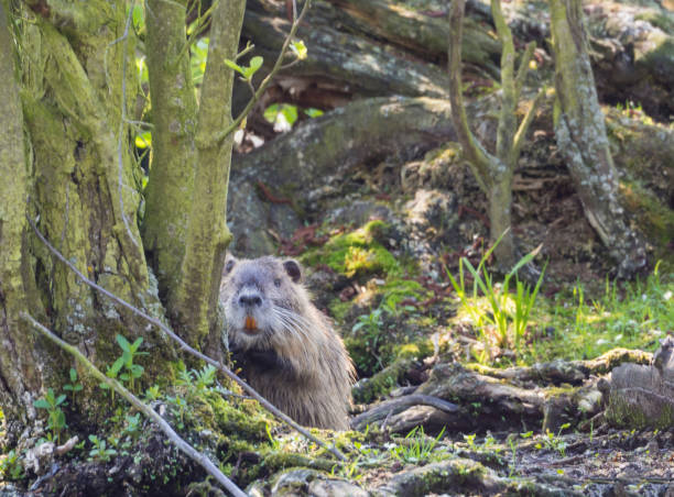 istock muskrat (Ondatra zibethicus) looking up from mossy trees and grass 1418050818