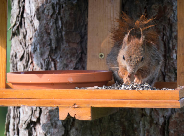 istock Close up cute Red squirrel, Sciurus vulgaris sitting in the bird feeder table, tail up with sunflower seed in paws. Selective focus, copy space 1418050839