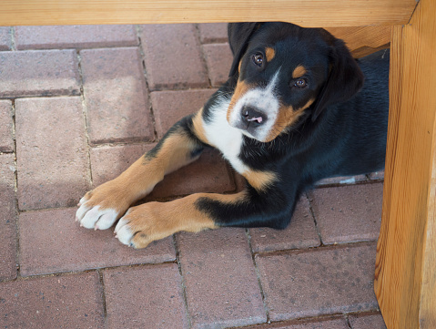 close up cute greater swiss mountain dog puppy portrait lyingunder garden wooden table, sad look, selective focus