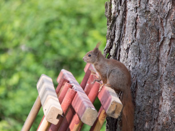 istock Close up cute Red squirrel, Sciurus vulgaris sits on the wooden planks. Selective focus, copy space 1418050843