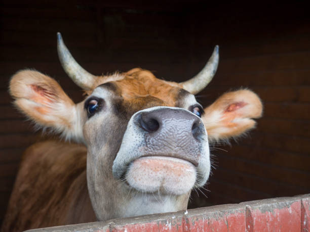 istock close up head of ginger cute young bull looking from the stall, selective focus on muzzle 1418050850