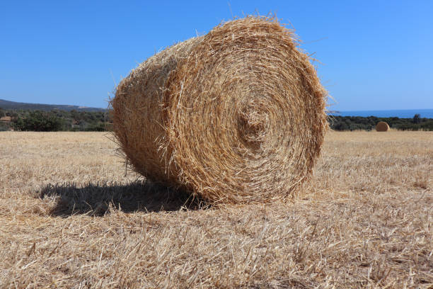 Rolled hay bale on a dry grass field with a sea and blue sky on the background stock photo