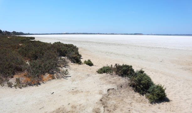 Huge dried up salt lake view from the sandy shore with some green bushes and white salt crystals shining back on a sunny day from the far distance in Cyprus stock photo