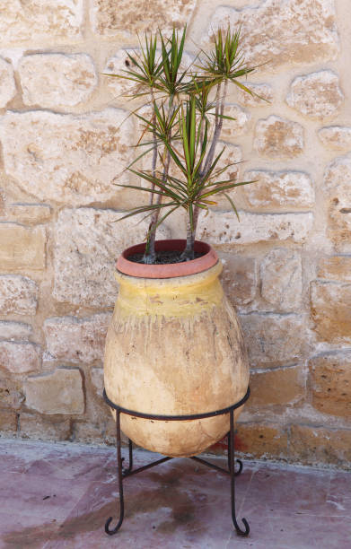Dragon tree (Dracaena marginata) inside the huge rustic beige clay pot that is leaning on narrow black metal legs in the outdoor Mediterranean courtyard, with a stone wall as a background. stock photo