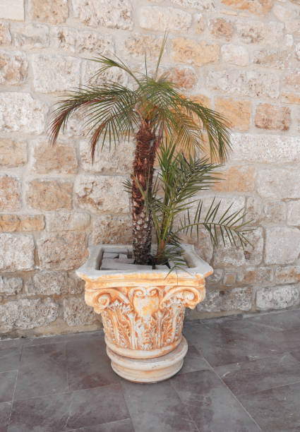 Palm tree (Arecaceae) inside the huge rustic beige Ancient Greece style clay pot in the outdoor Mediterranean courtyard, with a natural beige wall as a background. stock photo