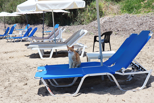 Ginger colored cat sitting on a blue coloured sun lounger under the parasol in the shade on a sandy beach