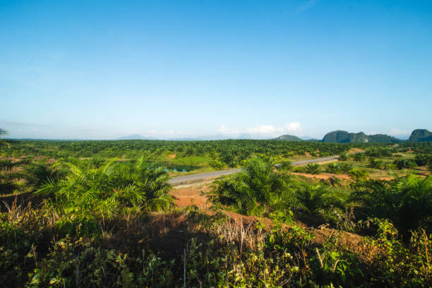istock Oil Palm Plantation 1418053482