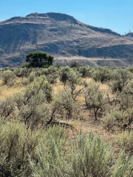 Photo of Okanagan Valley desert on a sunny summer morning.