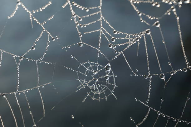 istock Cobwebs at dawn with dew. A web with dew drops. A damp cobweb with raindrops. 1418055995