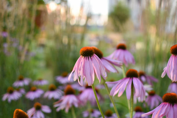 istock Echinacea purple on a flower bed with a blurred background. Botanical Garden 1418056235