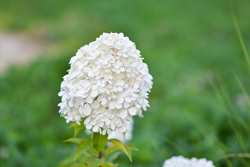 Closeup view of white bloom of a beautiful exotic bush in a botanical garden in spring. Focus on flower head in center with Bokeh background.