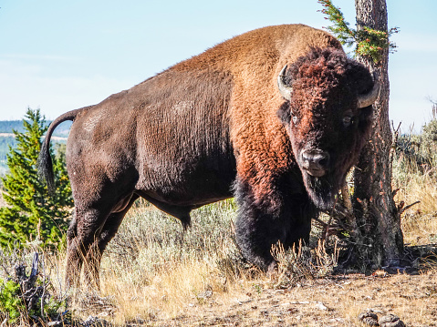 Lone bull bison in Yellowstone National Park.