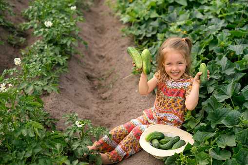 Laughing funny girl holding fresh vegetable gardens from the garden. Growing farm village vegetables. Healthy healthy food