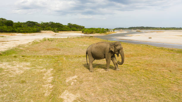 istock Elephant in a nature reserve in Sri Lanka. 1418061909