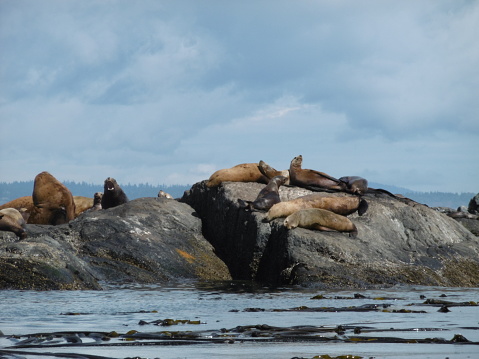 sea lions