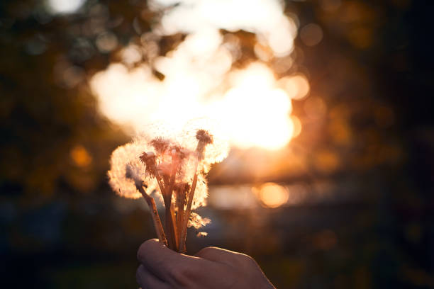 A man holding dandelions at sunset. Nature around us, spring and sunset. Front view. Macro photo.
