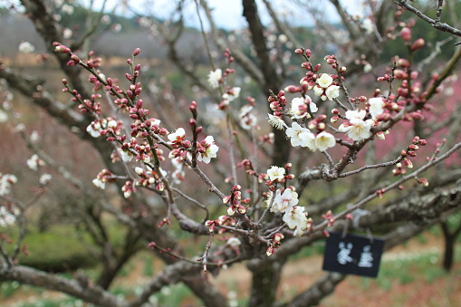 Cute white plum blossoms that color spring