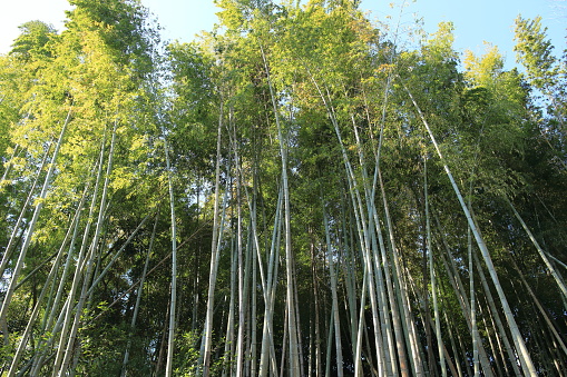 landscape of tall bamboo