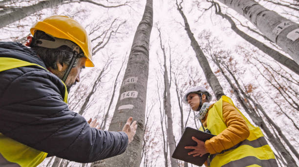 Biologist environmentalist team examining the condition of the forest and the trees.