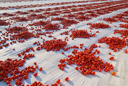 Drying tomatoes on the field, Izmir, Turkey