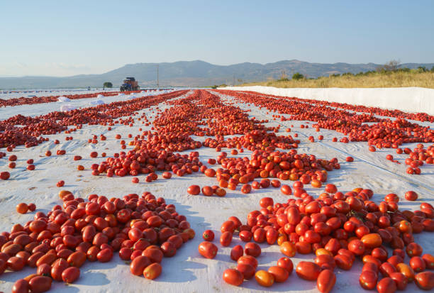 istock Drying tomatoes on the field, Izmir, Turkey 1418066588