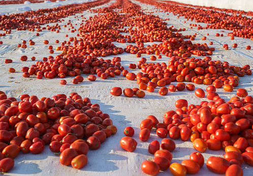 Drying tomatoes on the field, Izmir, Turkey