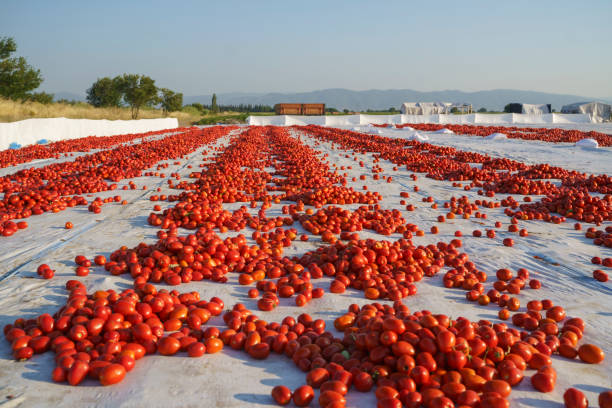 istock Drying tomatoes on the field, Izmir, Turkey 1418066636