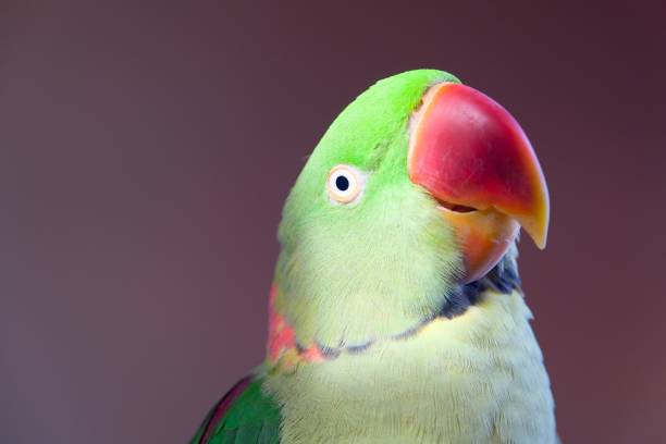 istock Cute colorful parrot on blurred background 1418067121