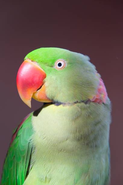 istock Cute colorful parrot on blurred background 1418067123