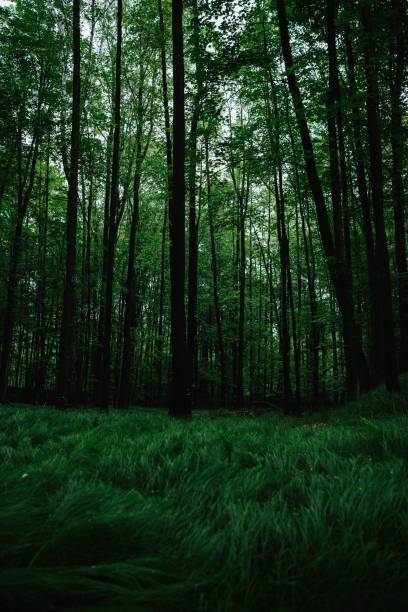 istock Beautiful scenery of greenery landscape with long trees in a forest 1418067152