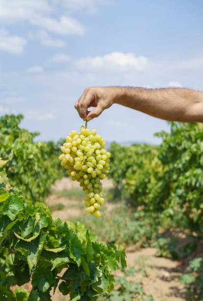 Man's hand holding grapes at vineyard stock photo