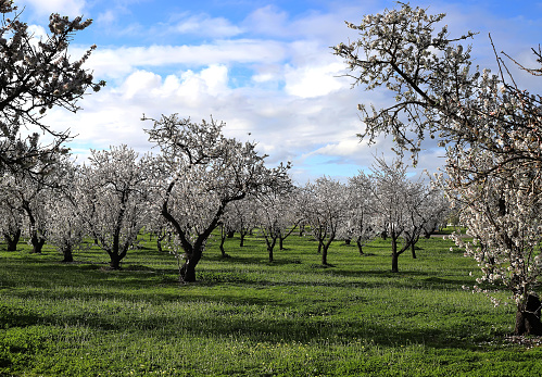 Close-up of springtime almond (Prunus dulcis) trees with new  blossoms developing.\n\nTaken in the San Joaquin Valley, California, USA.