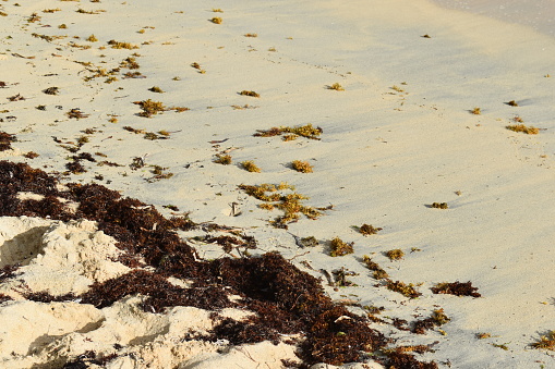 Sargassum seaweed on the Petit Carenage Beach located in Windward, Carriacou, one of the islands and off the coast of Grenada.