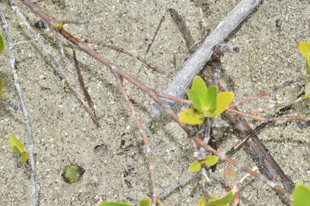 istock Avicennia germinans or black mangrove 1418073885