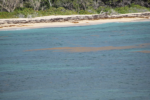 Sargassum seaweed, a brown algae, in the Petit Carenage Beach, Carriacou, an island off the coast of Grenada.