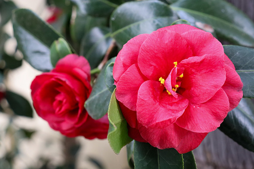 flowering red camellia japonica in garden